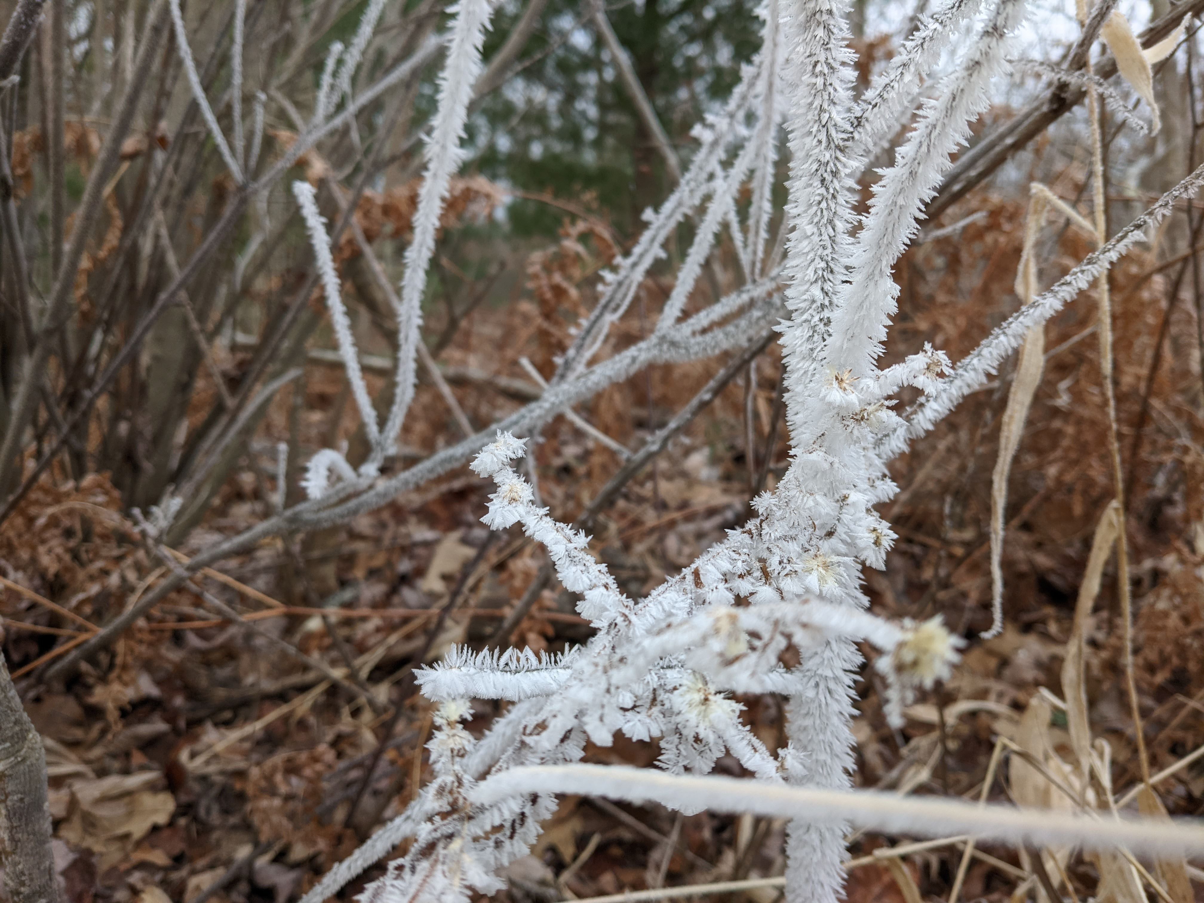 PXL_20201124_135900264