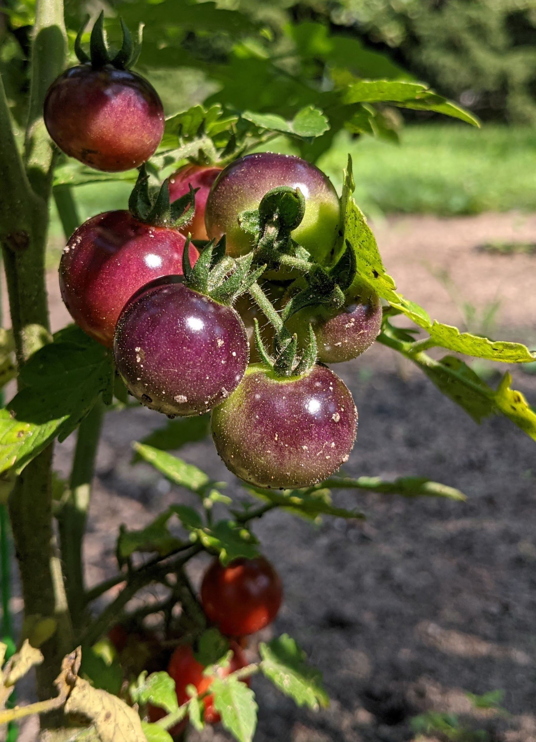 PXL_20210717_144340440